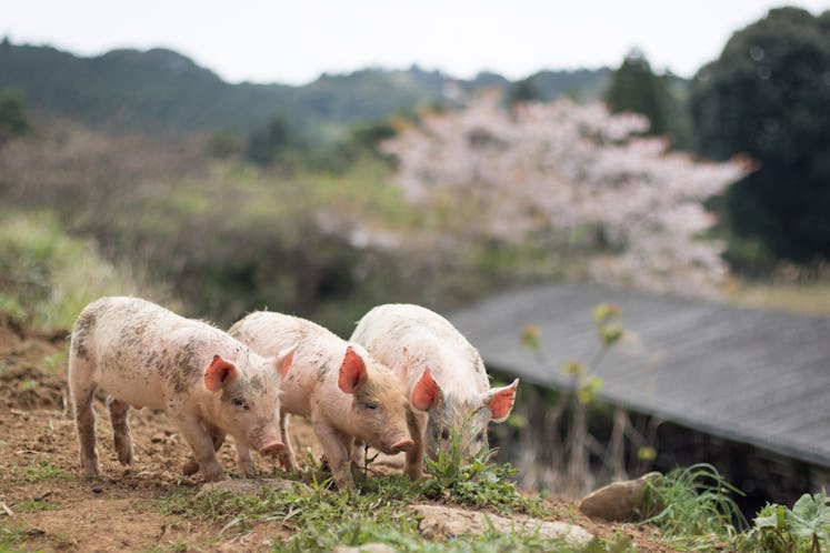 group of farm pigs