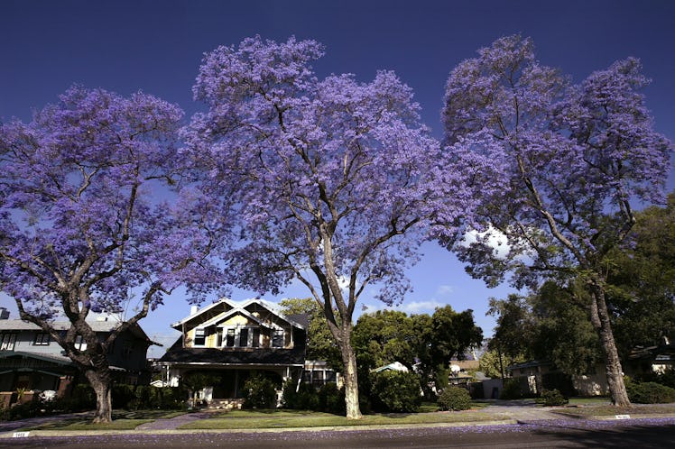 California's Jacaranda trees go into full bloom, which makes LA a periwinkle travel destination insp...
