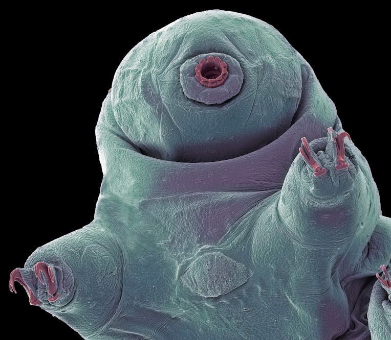 Water bear. Coloured scanning electron micrograph (SEM) of a water bear, or tardigrade (phylum Tardi...