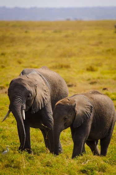 Two young brothers elephants walking close in Amboseli National Park, Kenya