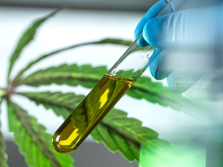 Close-up of test tube containing CBD oil in lab