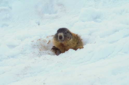 groundhog in the snow