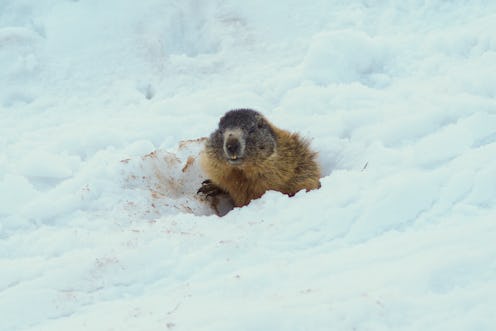 groundhog in the snow