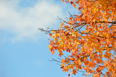 bright autumn leaves