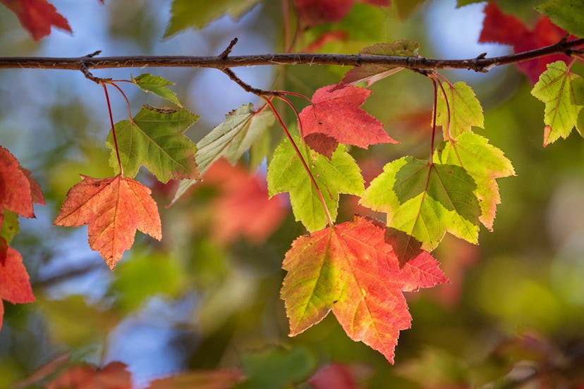 This is a photo of leaves that have changed color in the Fall. They are back lit by the sun which ad...