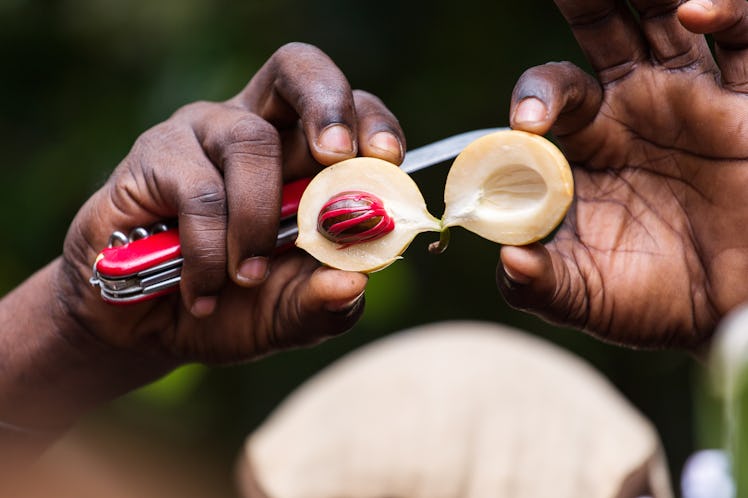 Black man showing inside of nutmeg. Zanzibar, Tanzania - Africa.