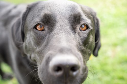 dog up close