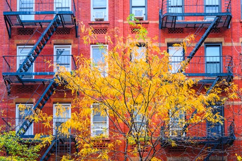 view of a tree in autumn outside apartments
