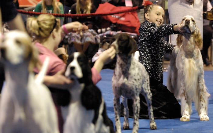 LONG BEACH -- Jennnifer Necker shows Arthur, an English Setter, during the 2009 AKC/Eukanuba Nation...