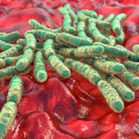 Lactobacillus bacteria, computer illustration. This is the main component of the human small intesti...