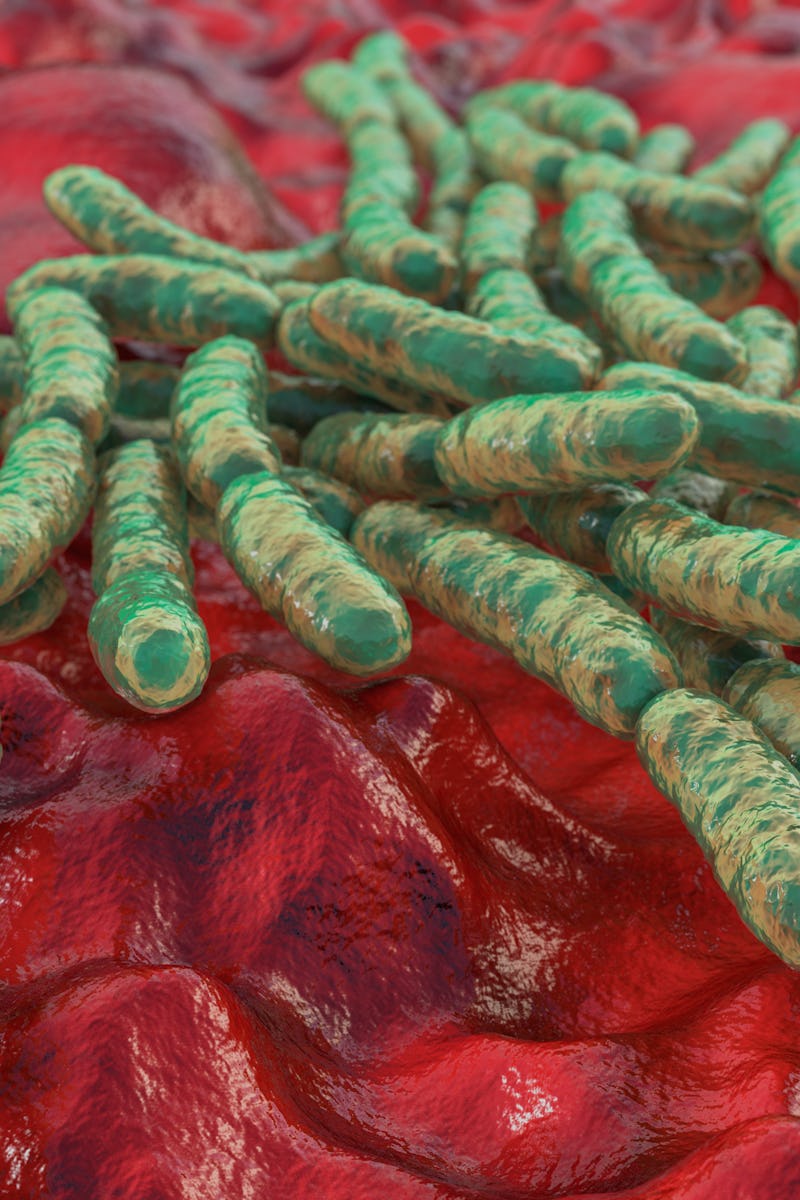 Lactobacillus bacteria, computer illustration. This is the main component of the human small intesti...