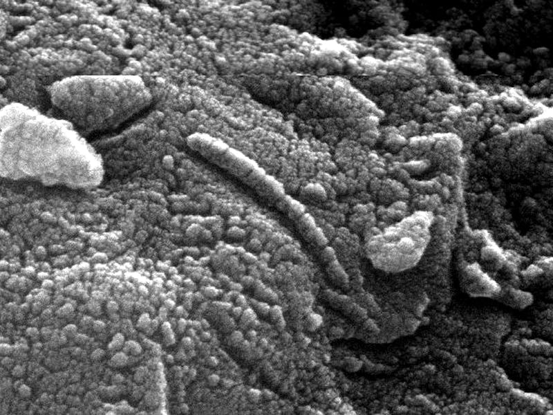 This high-resolution scanning electron microscope image released by NASA 19 March 1999, shows an unu...