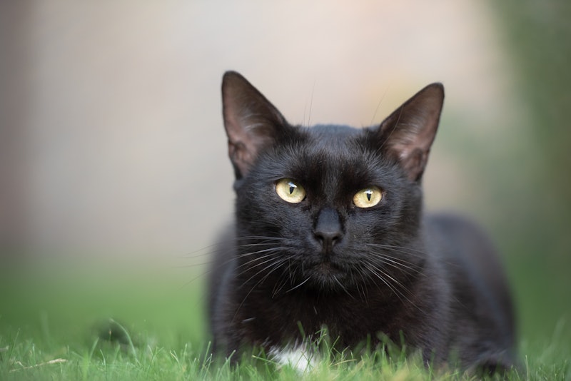 black cat sitting in the grass