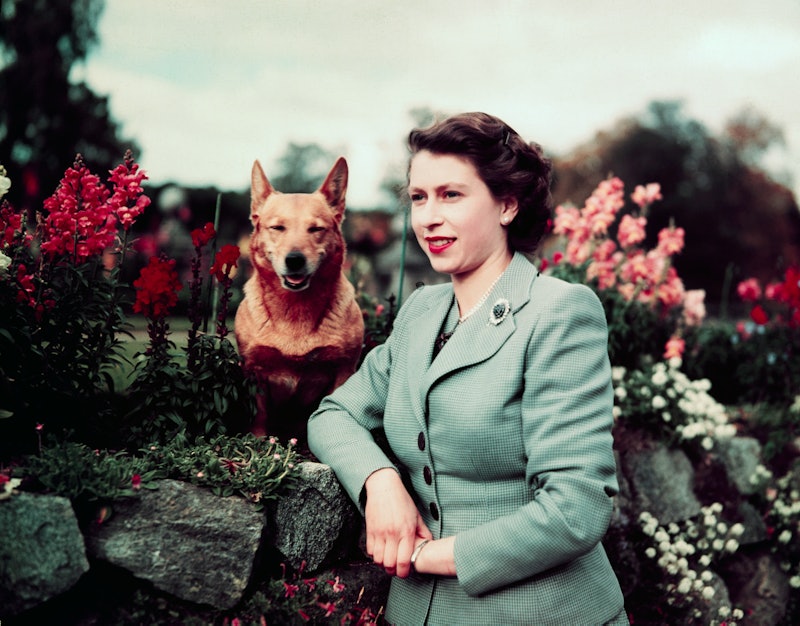 Queen Elizabeth II of England  with one of her Corgis in 1952