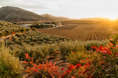 Vineyard and winery at sundown in the Valle de Guadalupe, Baja California, Mexico.