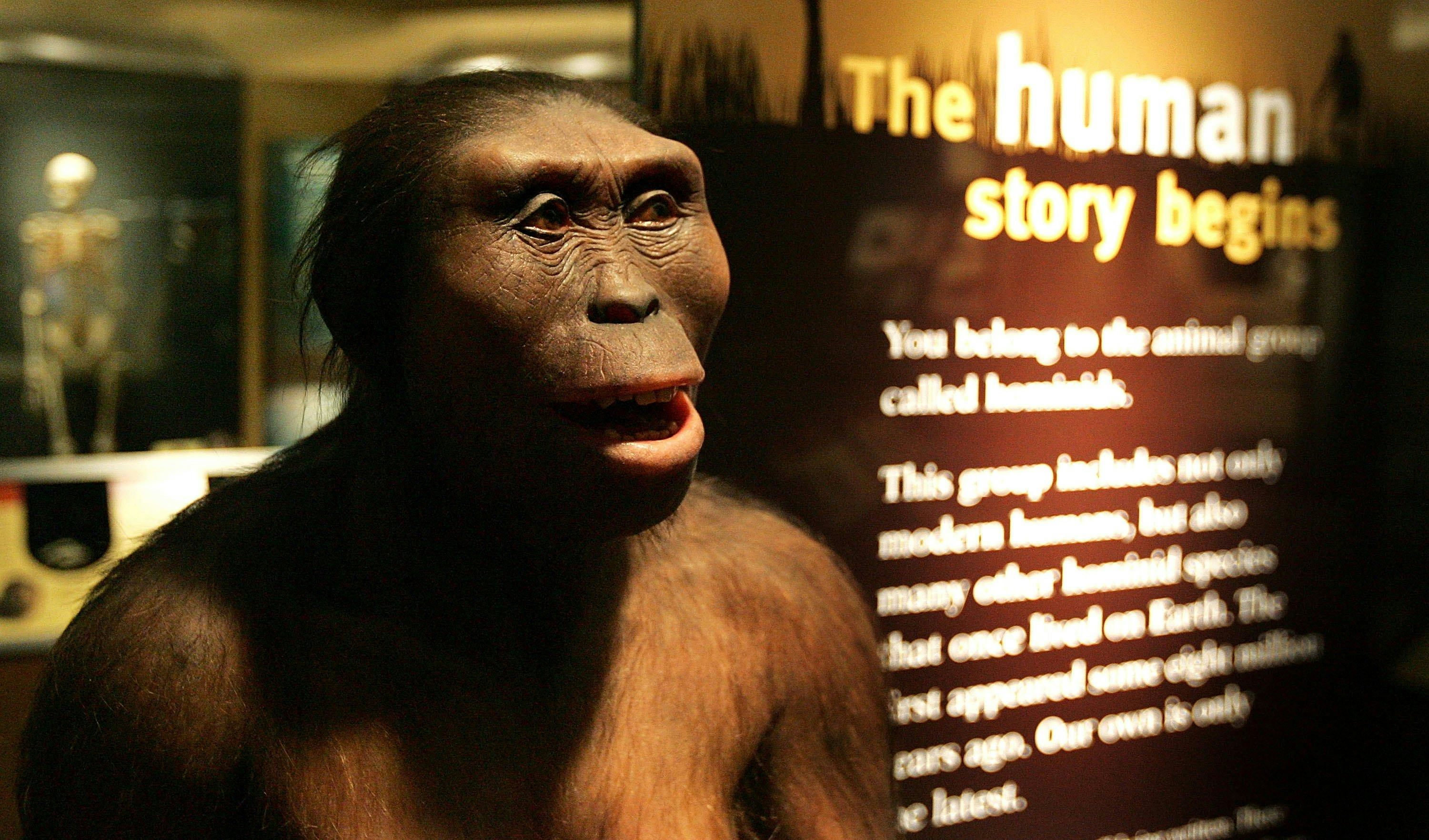 CHICAGO - MARCH 07:  "Lucy," an Australopithecus afarensis, is displayed as part of the "Evolving Pl...