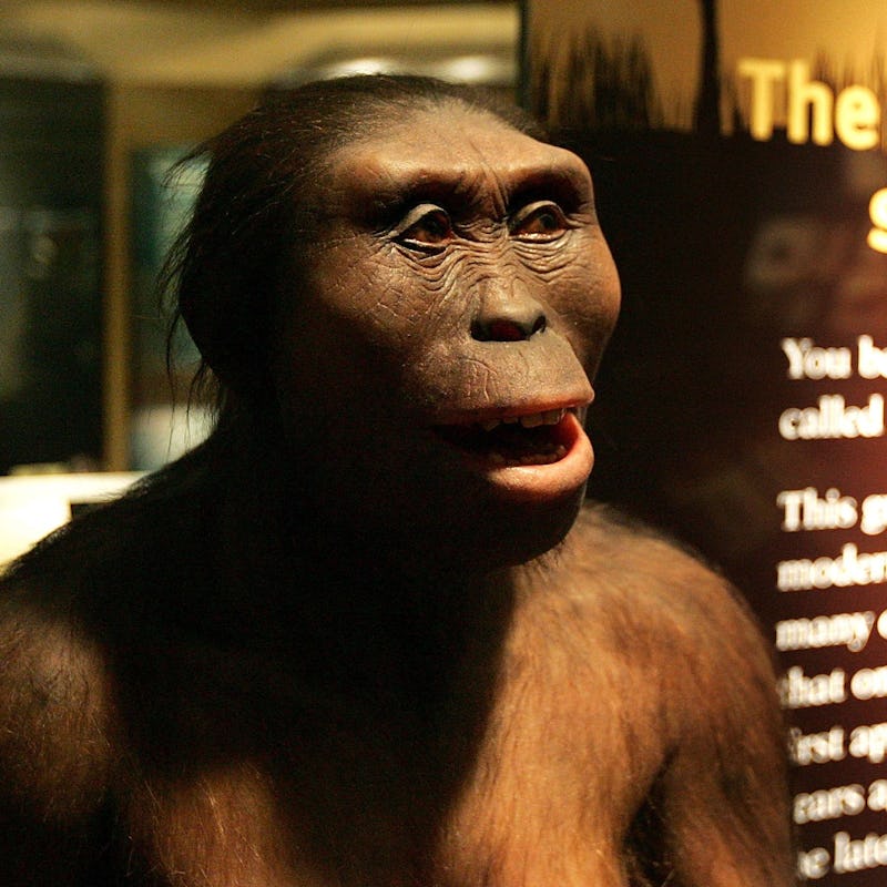 CHICAGO - MARCH 07: "Lucy," an Australopithecus afarensis, is displayed as part of the "Evolving Pl...