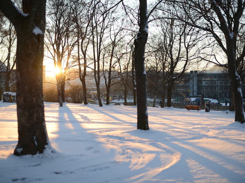 sunny winter day in a park