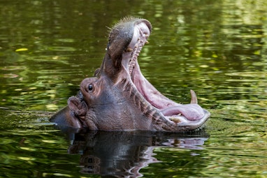 Close up of common hippopotamus (Hippopotamus amphibius) in pond yawning and showing teeth in open m...