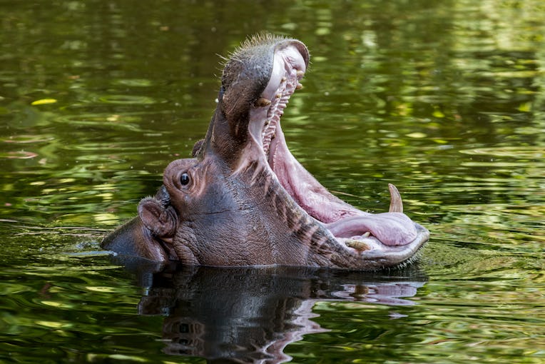 Close up of common hippopotamus (Hippopotamus amphibius) in pond yawning and showing teeth in open m...