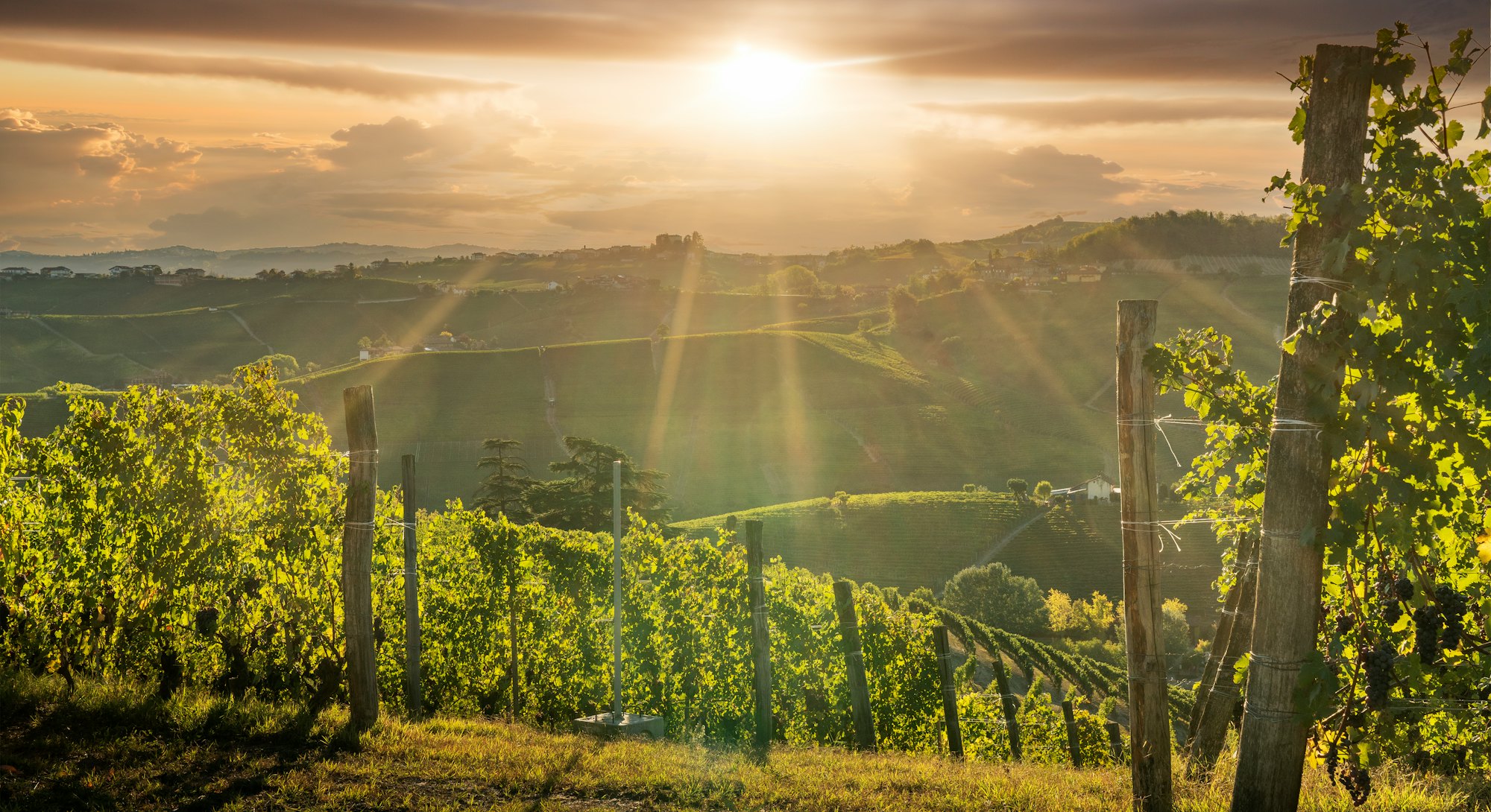 Italy. Piedmont. Langhe District. The famous vineyards  around Barolo, where the prestigious Barolo ...