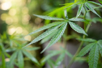 Abstract cannabis fan leaf background