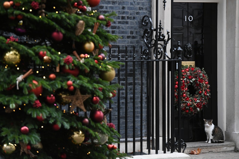 LONDON, ENGLAND - DECEMBER 08: Larry the Downing Street cat looks towards the Christmas tree as he s...