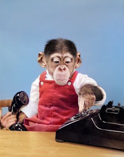 1950s Chimpanzee In Overalls Dialing Phone Holding Receiver In Hand . (Photo by H. Armstrong Roberts...
