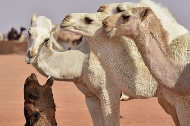 Camels compete in the beauty pageant of the annual King Abdulaziz Camel Festival in Rumah, some 160 ...