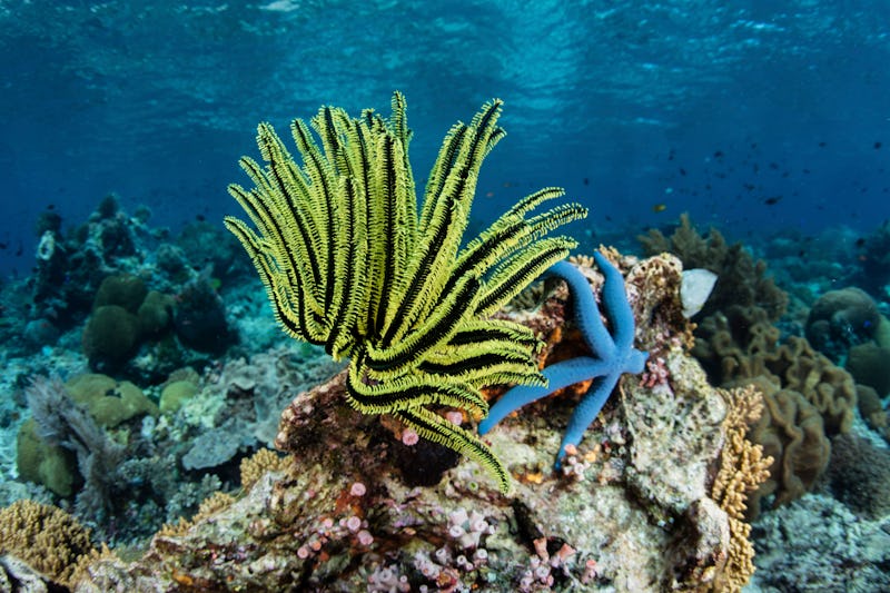 A bright yellow crinoid clings to a healthy coral reef near Alor, Indonesia.