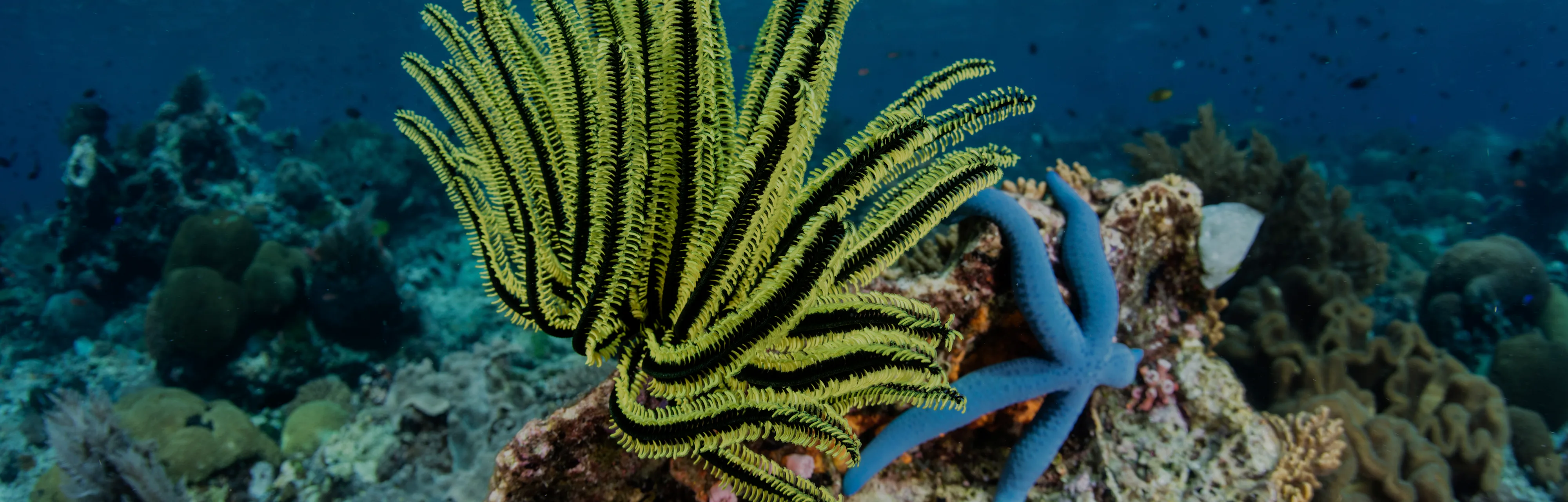 Listen: Ethereal fish songs reveal a vital oceanic resilience to ...