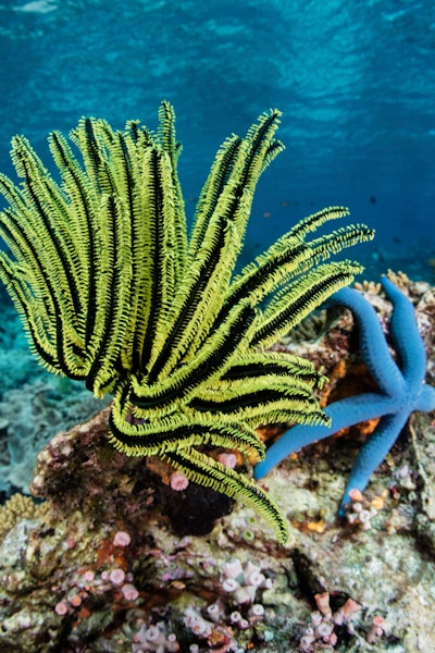 A bright yellow crinoid clings to a healthy coral reef near Alor, Indonesia.