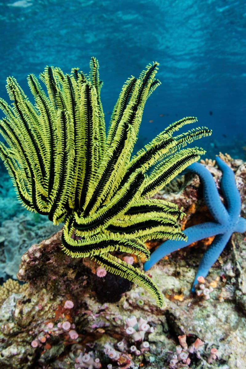 A bright yellow crinoid clings to a healthy coral reef near Alor, Indonesia.