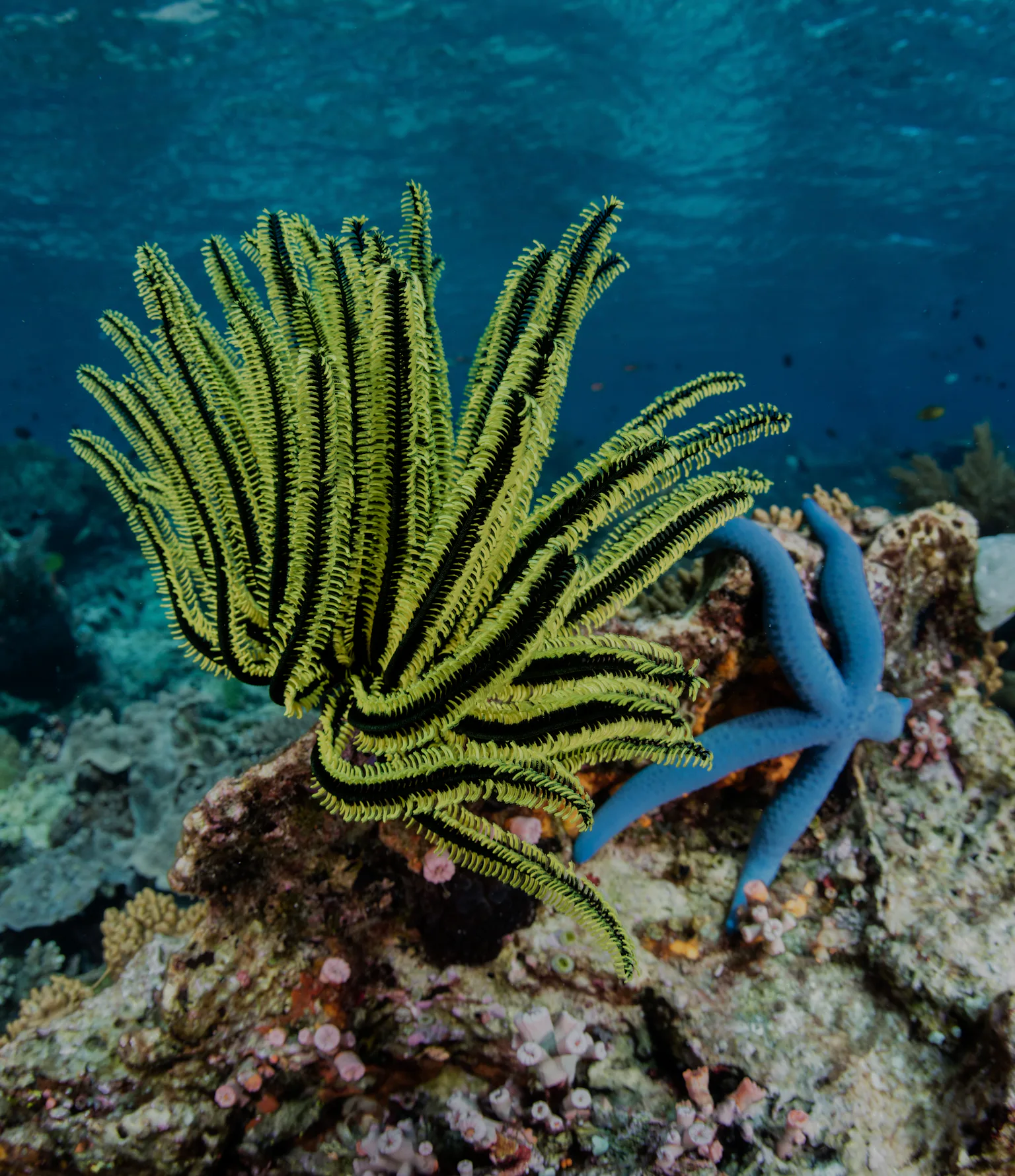 Listen: Ethereal fish songs reveal a vital oceanic resilience to ...