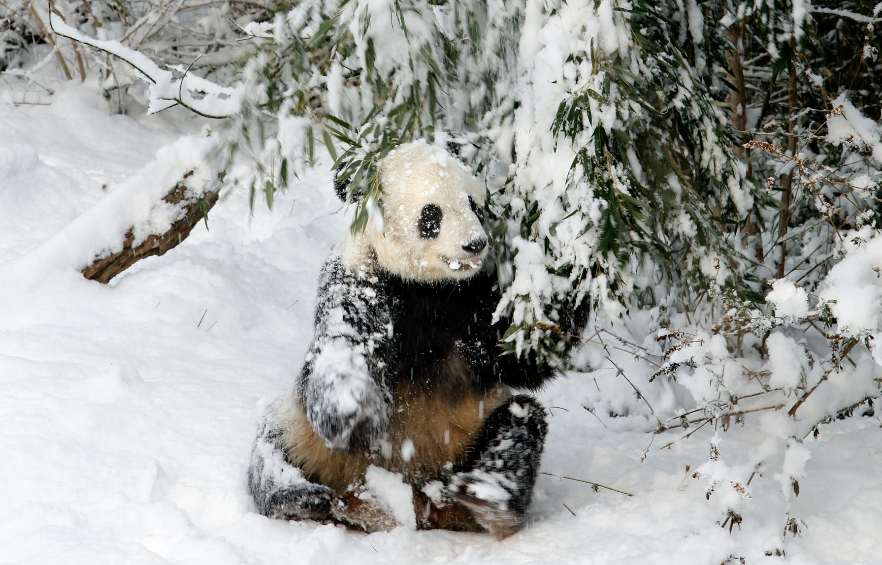This Video Of Pandas Playing In The Snow At The National Zoo Is Pure Joy