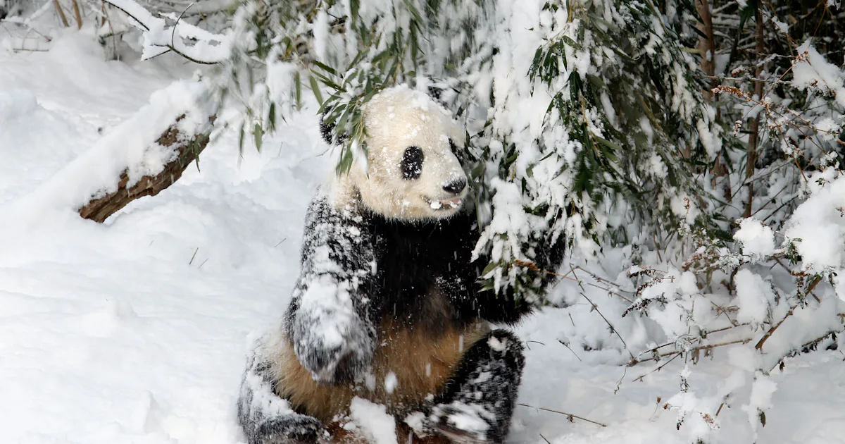 This Video Of Pandas Playing In The Snow At The National Zoo Is Pure Joy