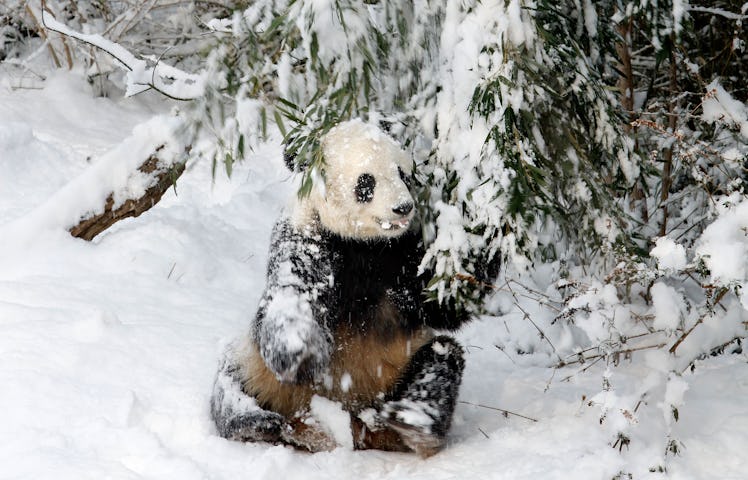 The National Zoo's giant pandas had so much fun in the snow.