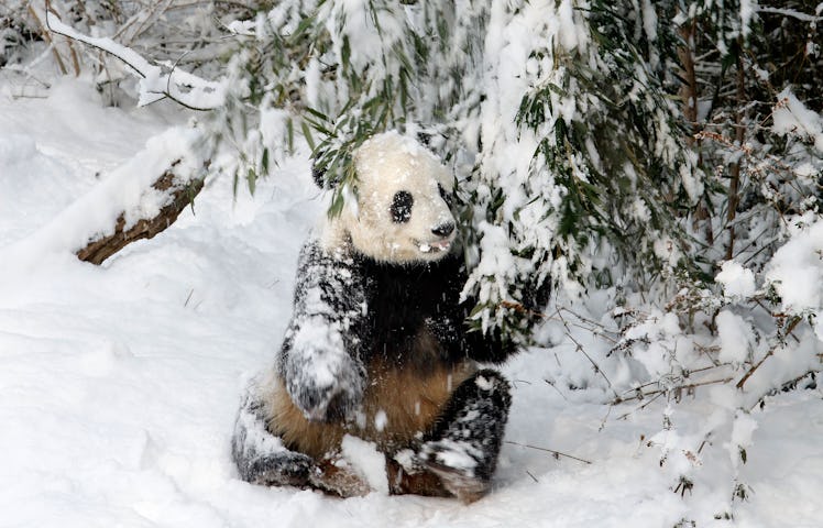 The National Zoo's giant pandas had so much fun in the snow. 