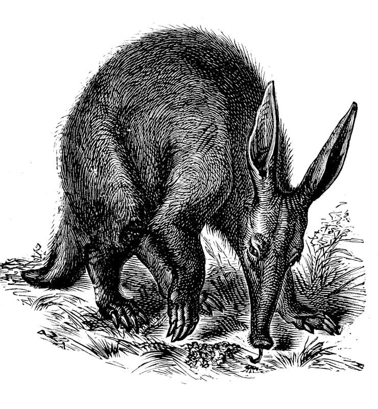 A stencil black and white aardvark illustration