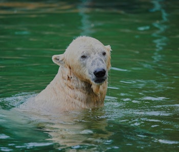A polar bear is seen in a body of water. It is drenched and staring into the distance.