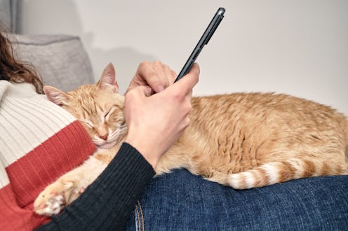 relaxing, cat, phone