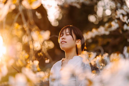 sunset, flowers, nature