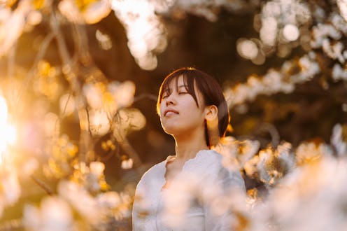 sunset, flowers, nature
