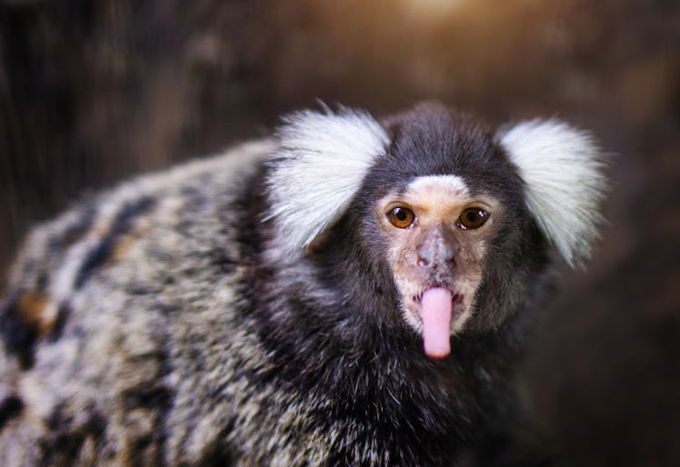 A marmoset interacting playfully.