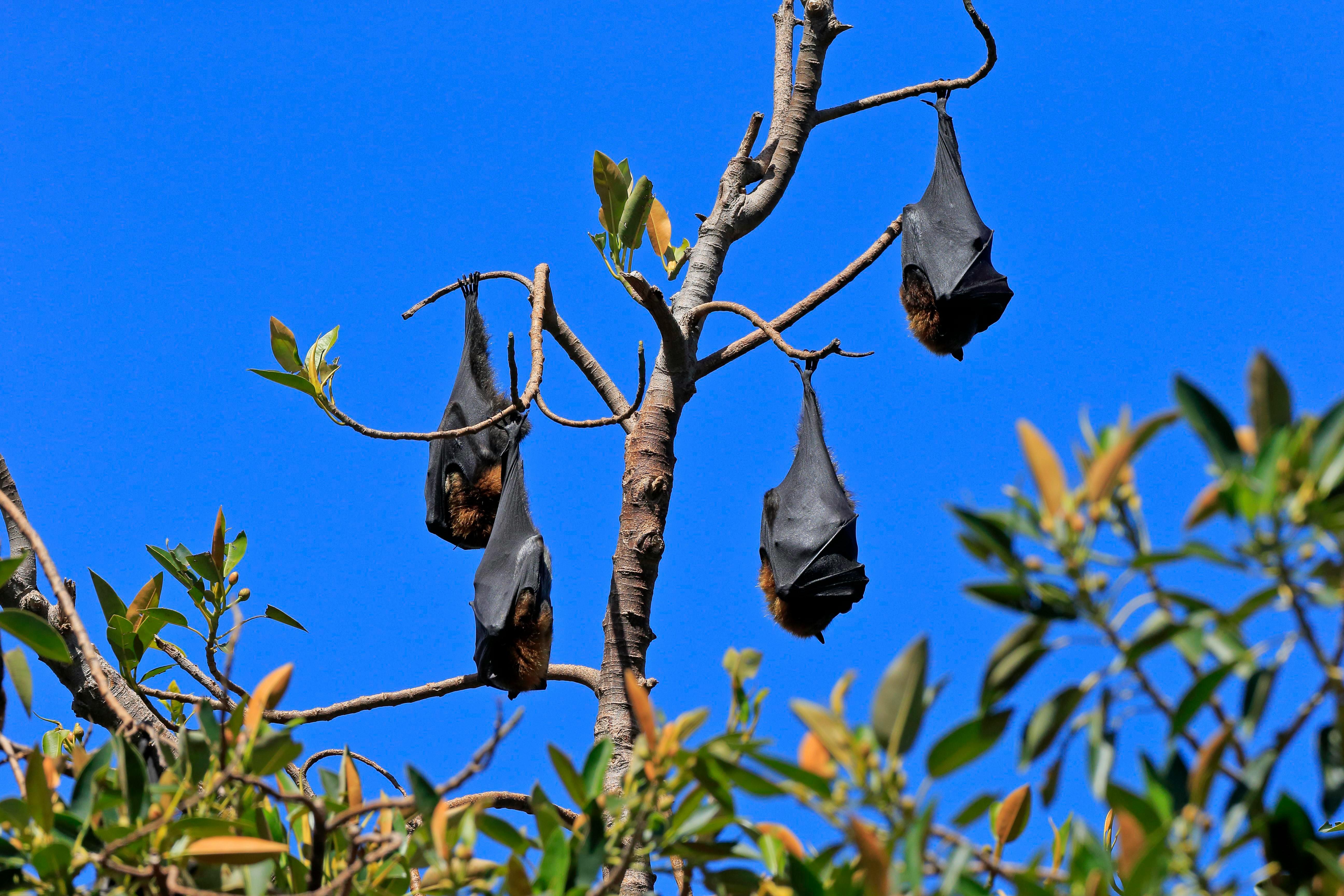 What Do Bats Pandemics And Climate Change Have In Common   4077ca8c 10c7 443e Ad46 Db9fd233240c Getty 1299551446 