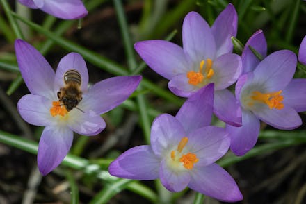A bee collects pollen from blooming crocus flowers as the sun shines in Berlin's Kreuzberg district ...