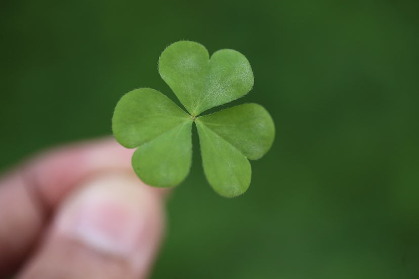 The shamrock as a symbol of Ireland and St. Patrick’s Day also has a religious history. 