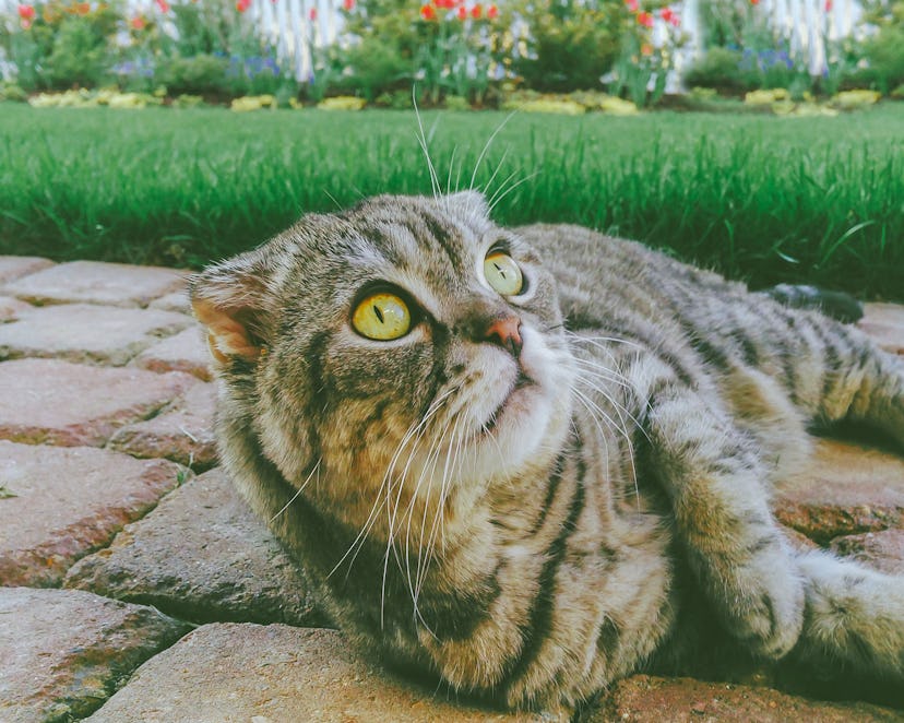 Scottish Fold cat looks slightly alarmed while resting on backyard patio