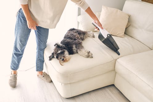 A woman in jeans and slippers vacuuming the sofa at home with her dog lying relaxed on the sofa.