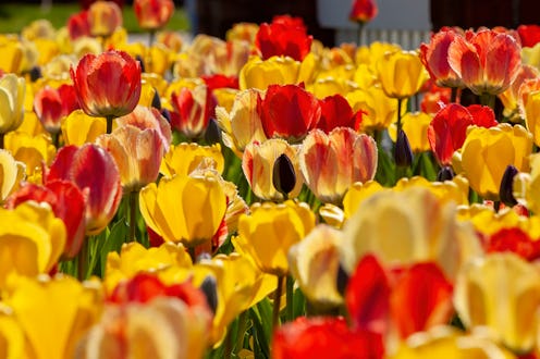 flower fields, summer, spring